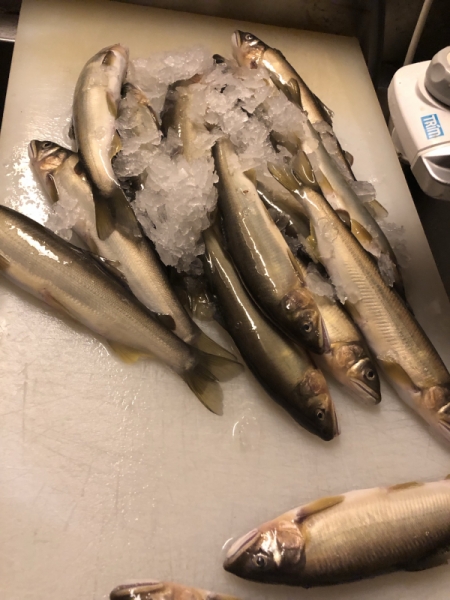 鮎