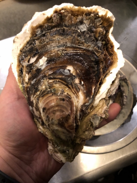 特大岩牡蠣